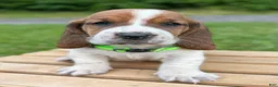 Basset Hound dogs for sale: Oliver - Ad 14