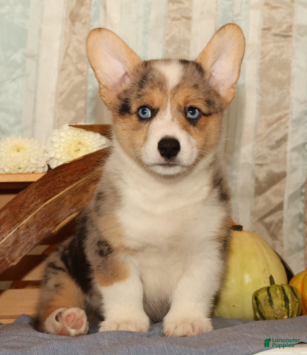 Welsh Corgi Pembroke dogs Ollie - Ad 1