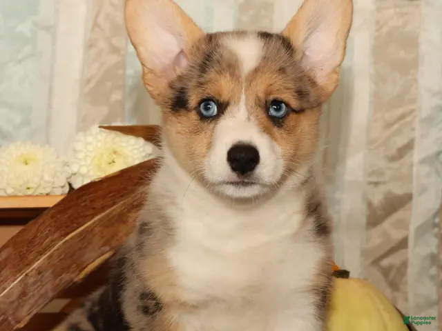 Welsh Corgi Pembroke dogs Ollie - Ad 1