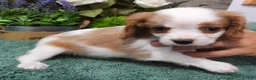 Cavalier King Charles Spaniel dogs for sale: Cavalier King Charles Spaniel Puppy 1 - Ad 3