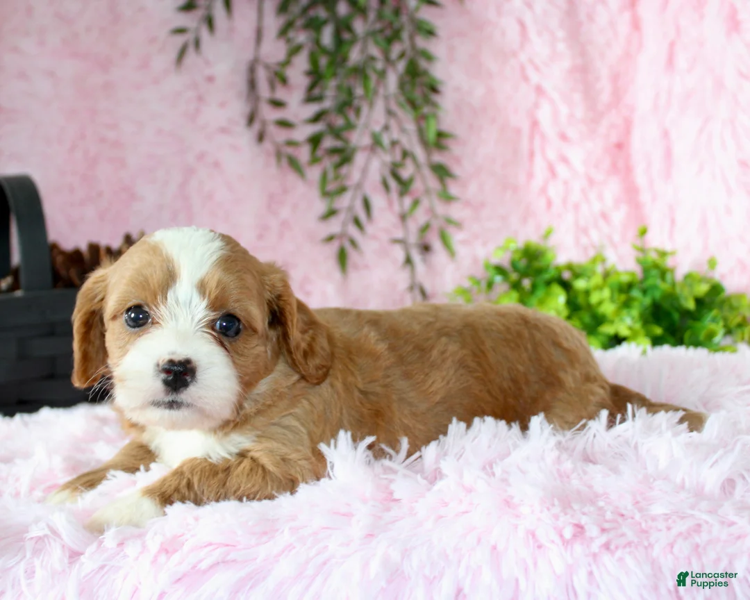 Cavapoo dogs for sale: Cavapoo 4 - Ad 5