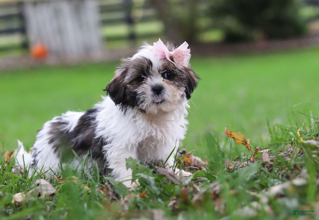 Shih Tzu dogs for sale: Layla - Ad 5