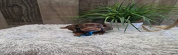 Miniature Dachshund dogs for sale: Sarge - Ad 3