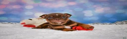 English Bulldog dogs for sale: Chloe - Ad 4