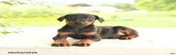 Doberman Pinscher dogs for sale: Avalon - Ad 3