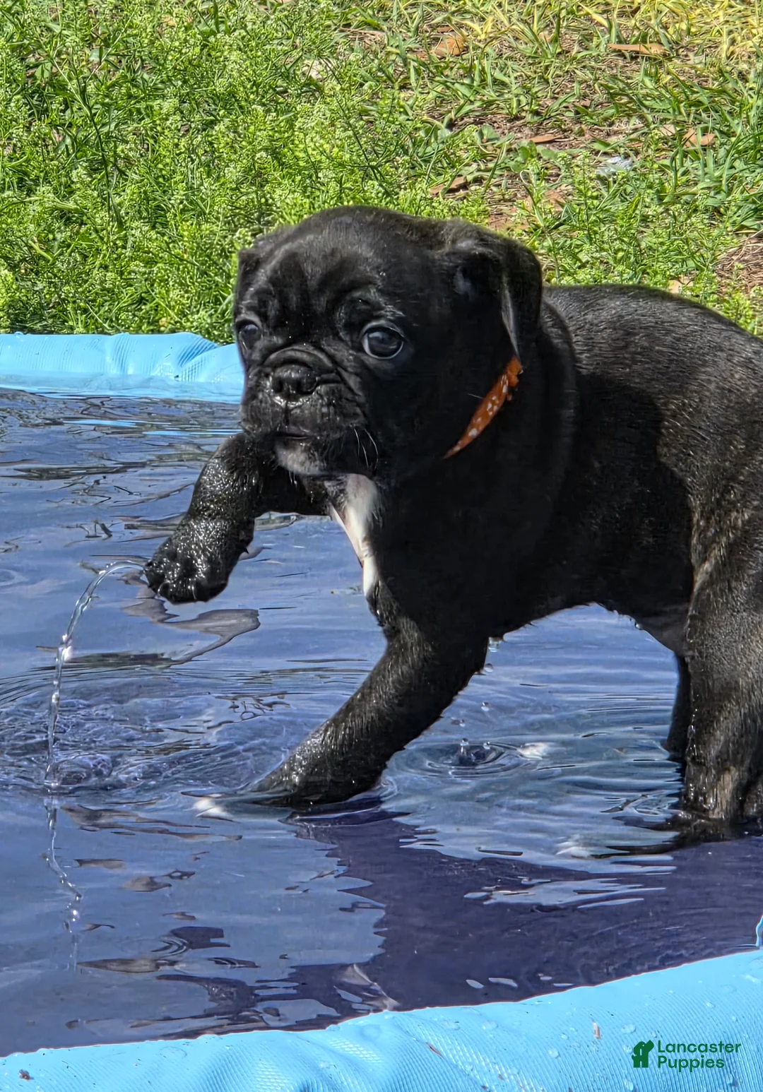 Mixed Breed dogs for sale: Blossom  - Ad 1