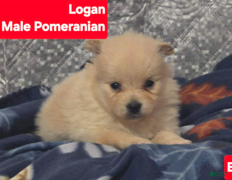 Pomeranian dogs Logan - Ad 2