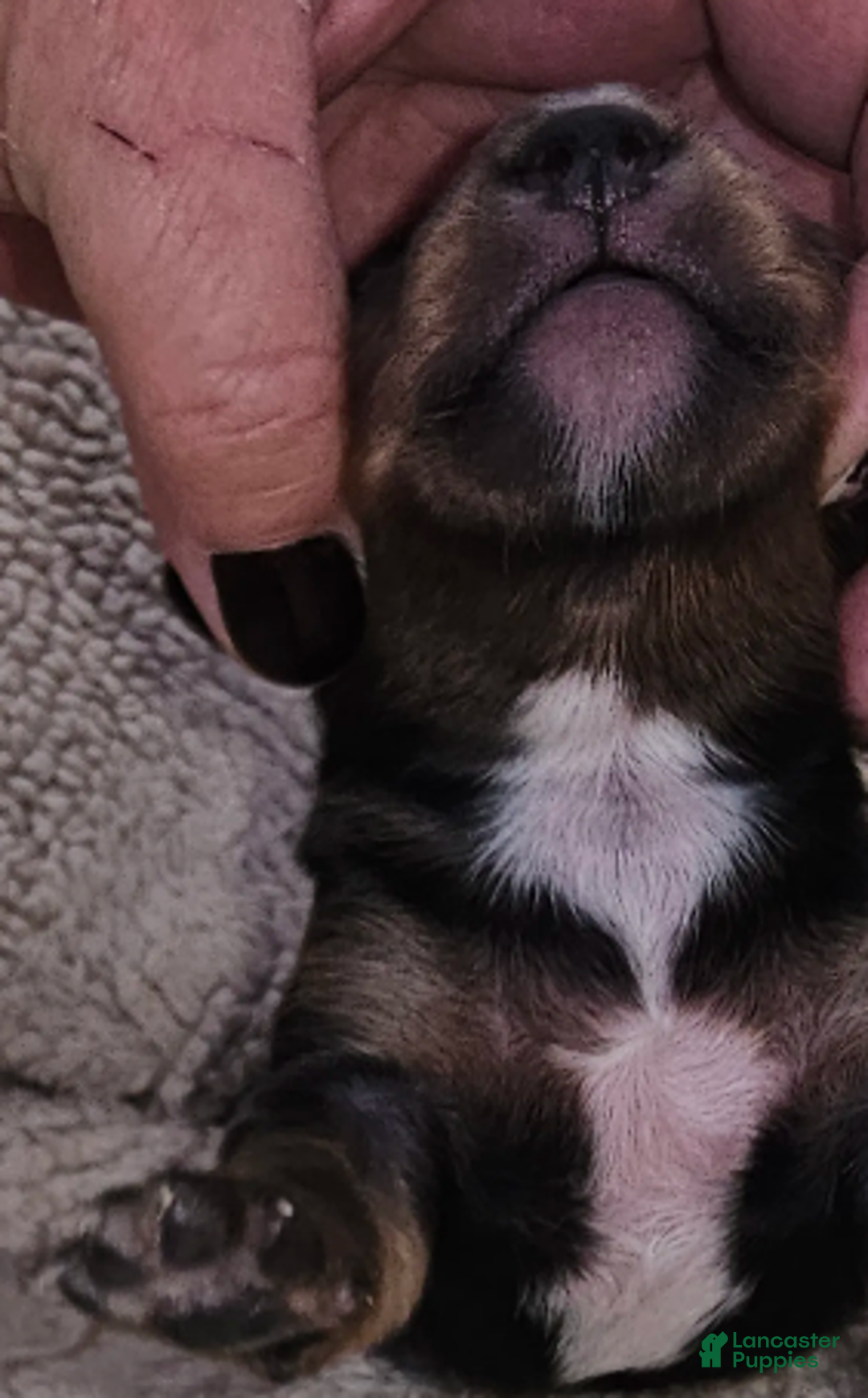 Miniature Dachshund dogs for sale: Elvis Long-haired - Ad 2