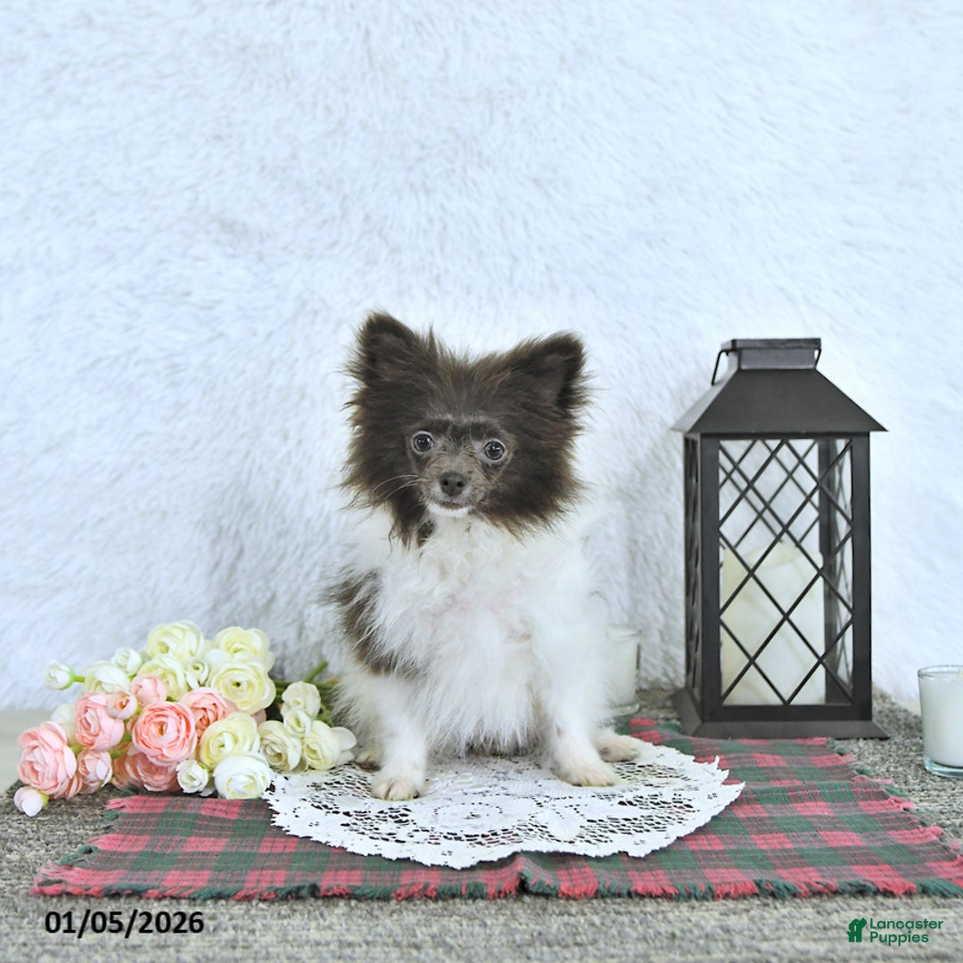 Pomeranian dogs for sale: Lana - Ad 5