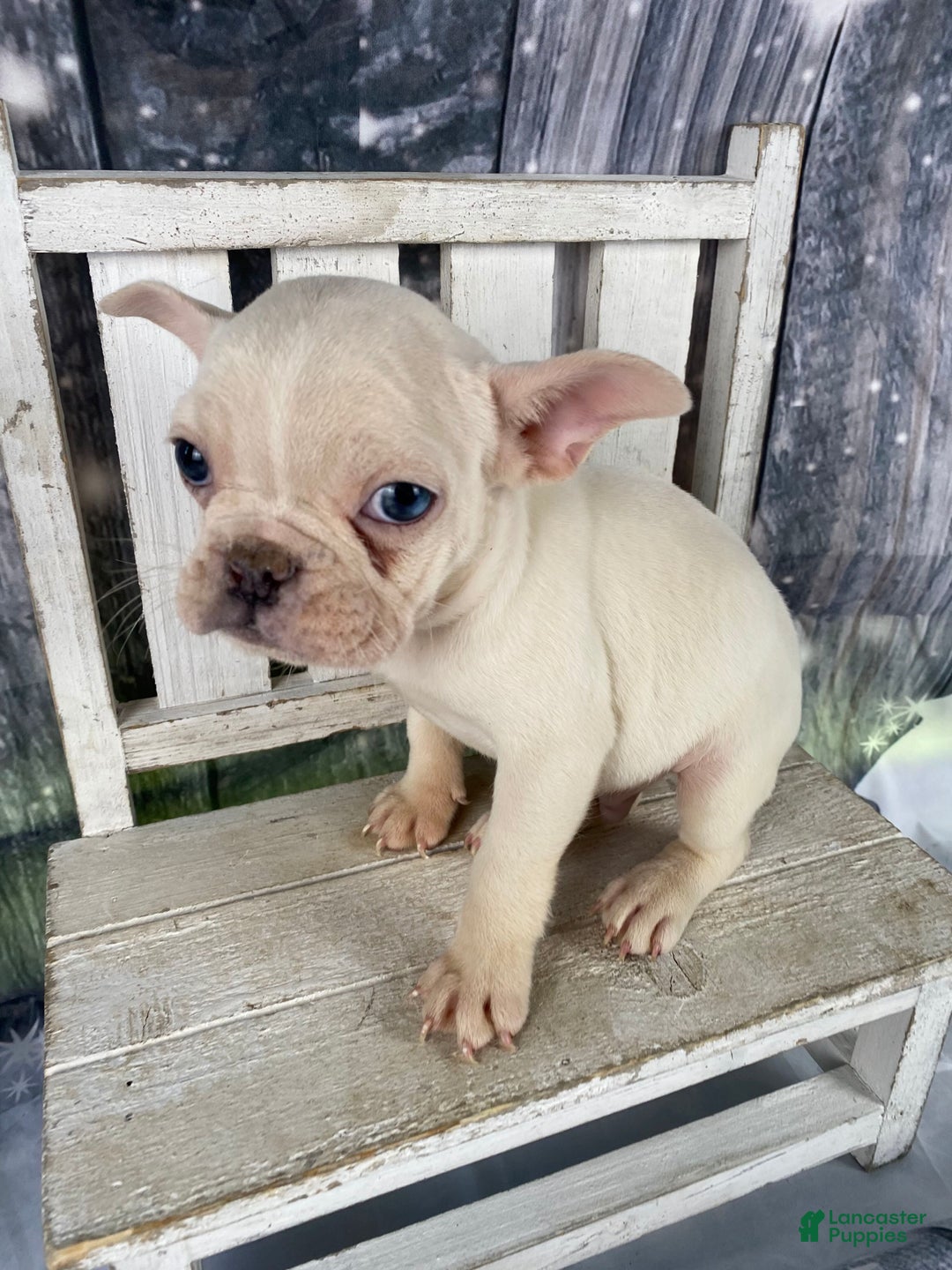 Mixed Breed dogs for sale: Bobby - Ad 4