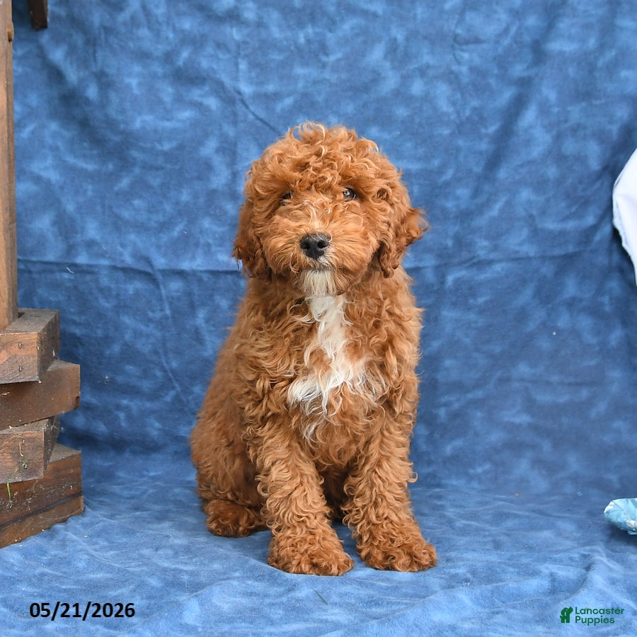 Mini Goldendoodle dogs Bingo - Ad 2