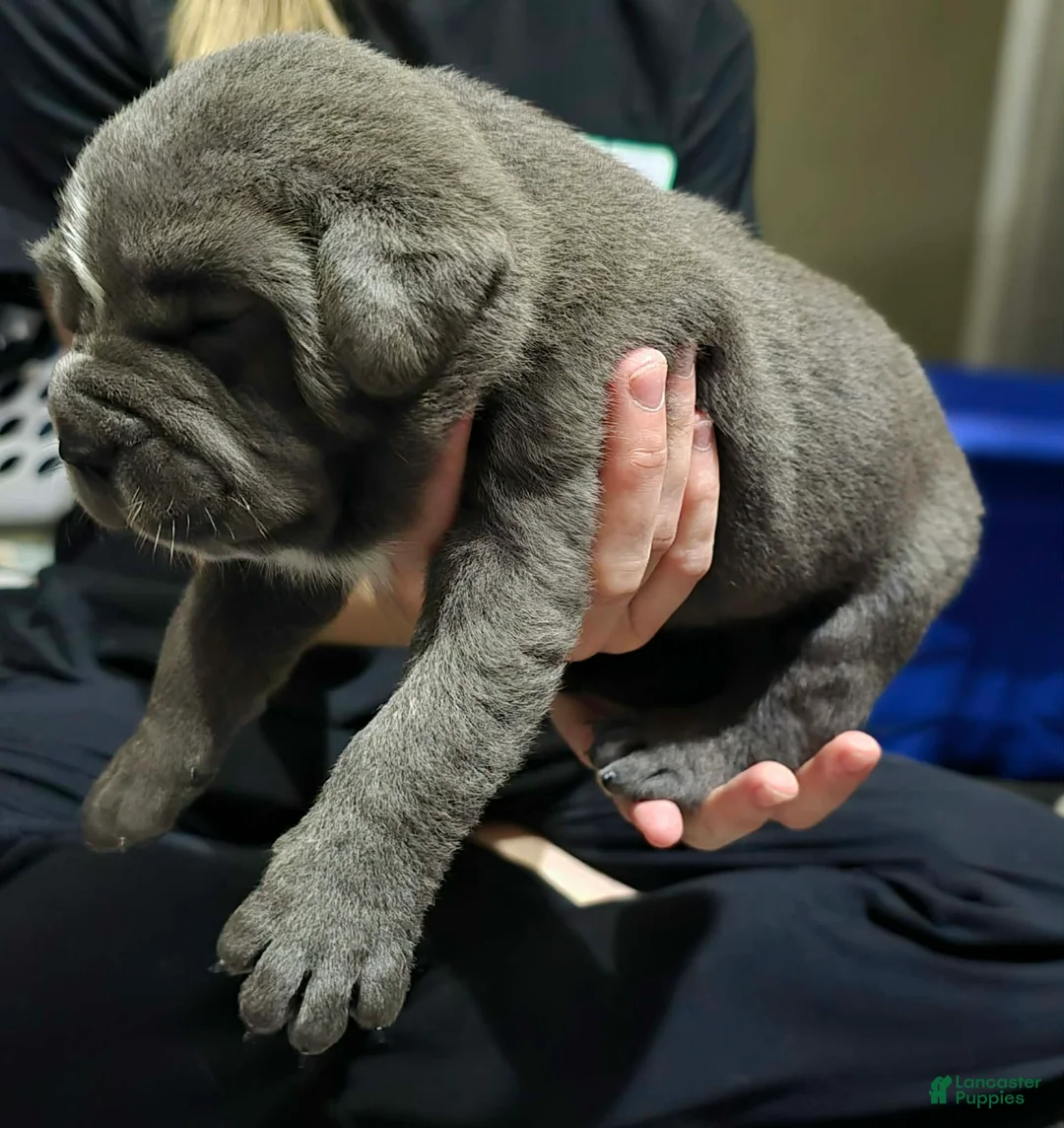 Cane Corso dogs for sale: Stella - Ad 3