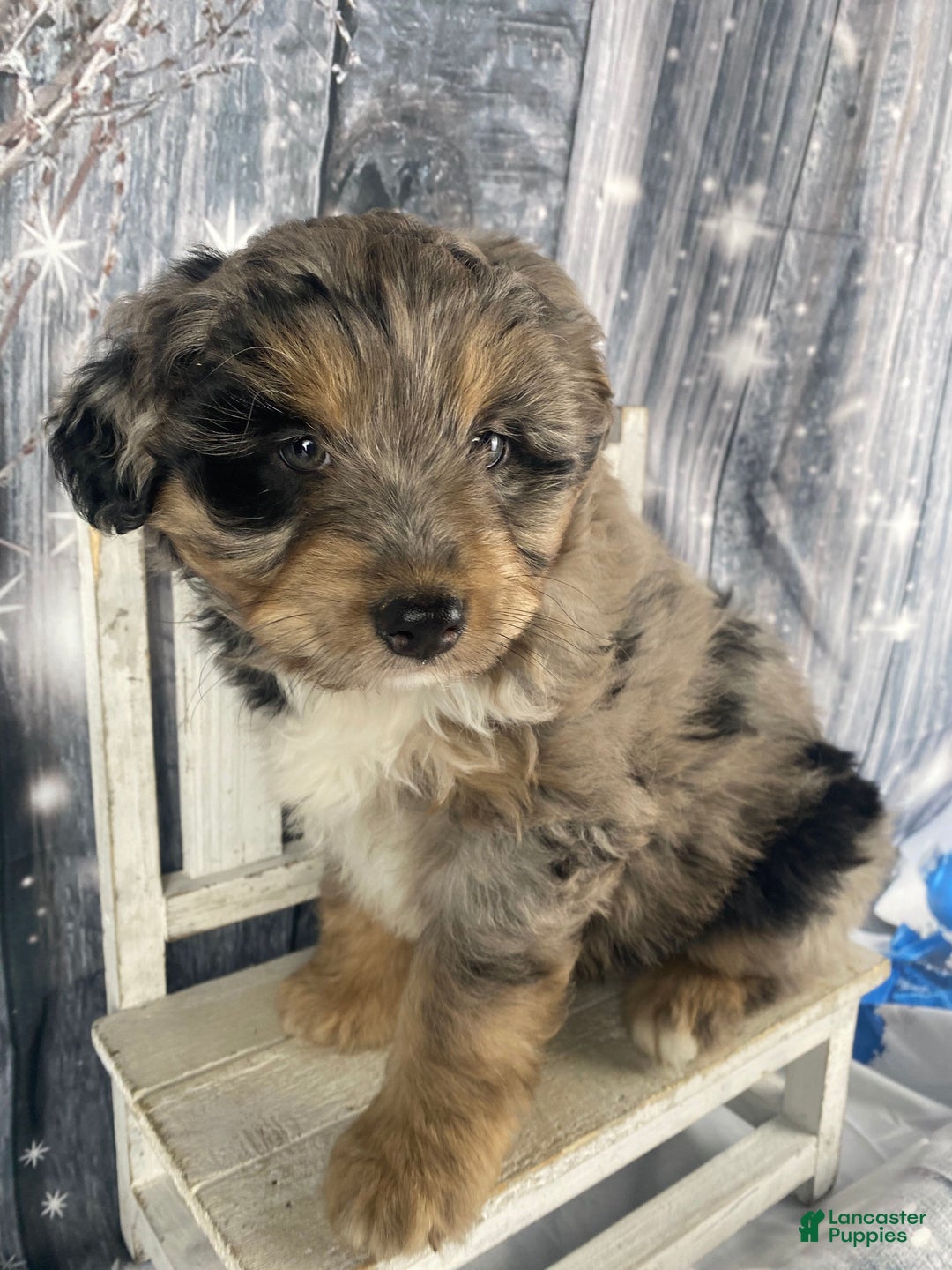 Aussiedoodle dogs for sale: Smores - Ad 3