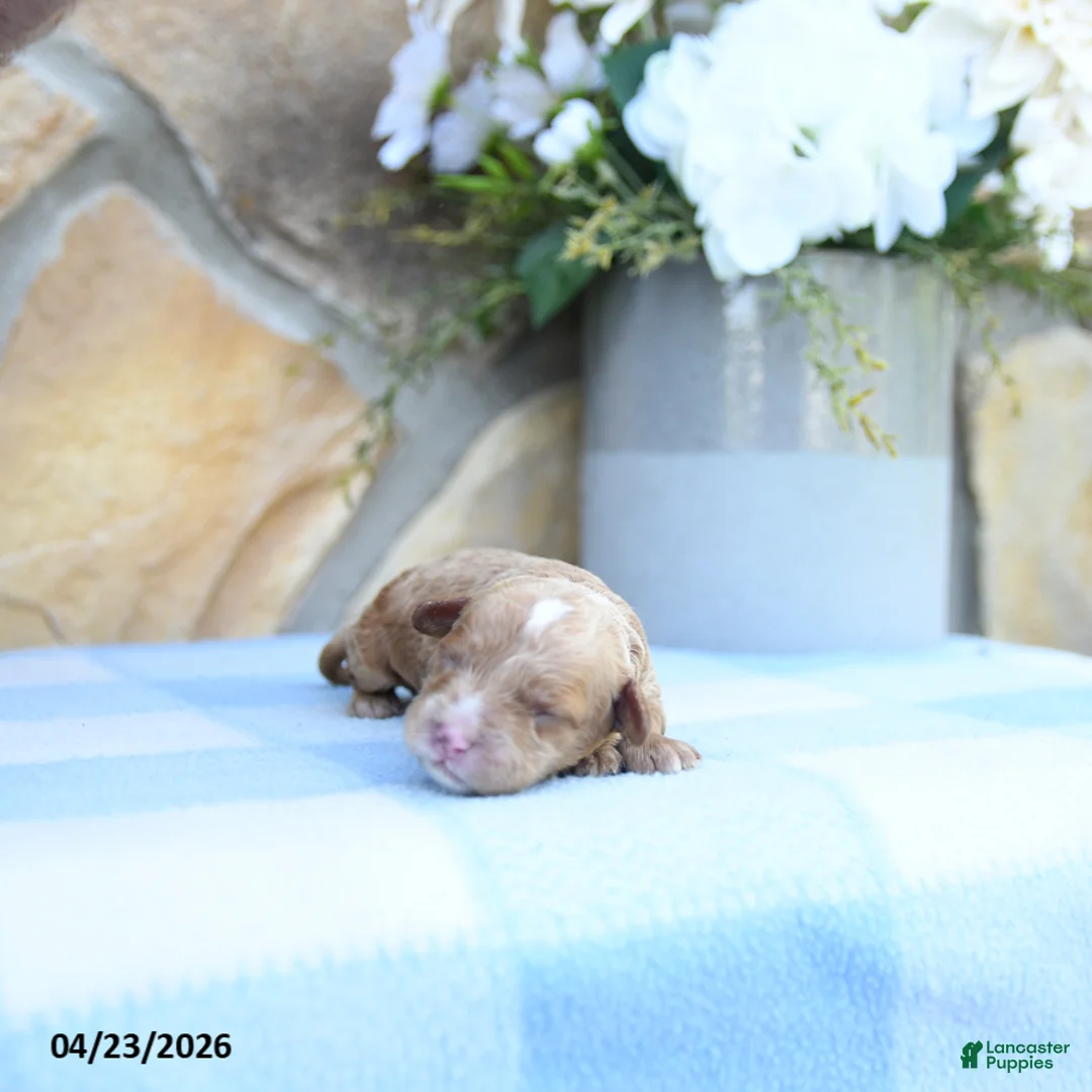 Cavapoo dogs for sale: Ferlin - Ad 5