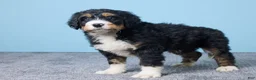 Bernedoodle dogs for sale: Howey - Ad 4