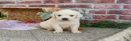 Golden Retriever dogs for sale: Tori - Ad 7