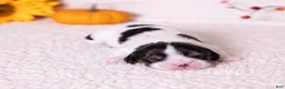 Cavalier King Charles Spaniel dogs for sale: Barnaby - Ad 3