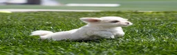 Maltese dogs for sale: Millie Maltese Puppy  - Ad 15