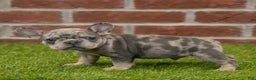 French Bulldog dogs for sale: Charlie - Ad 10