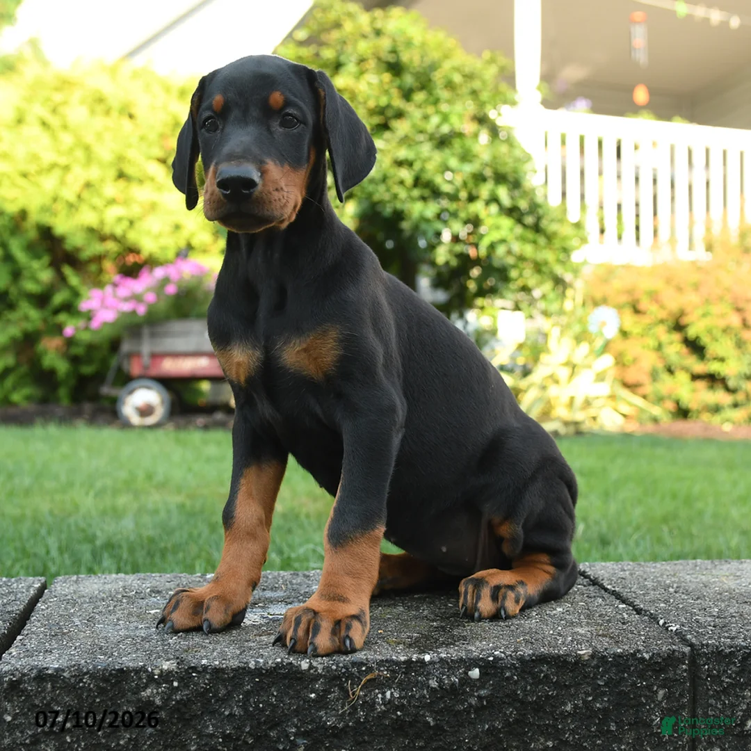Doberman Pinscher dogs for sale: Izzy - Ad 3