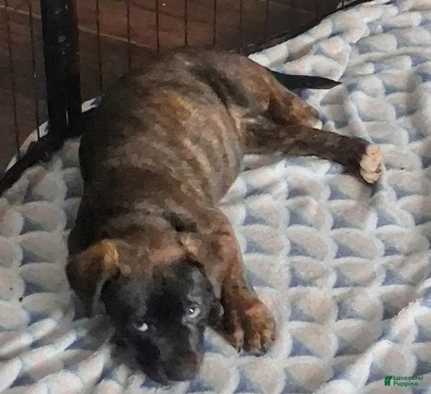 Mixed Breed dogs for sale: Rebel - Ad 5