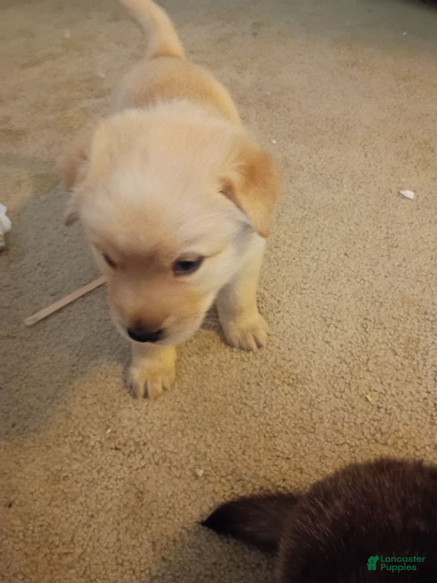 Mixed Breed dogs Pooh Bear - Ad 38