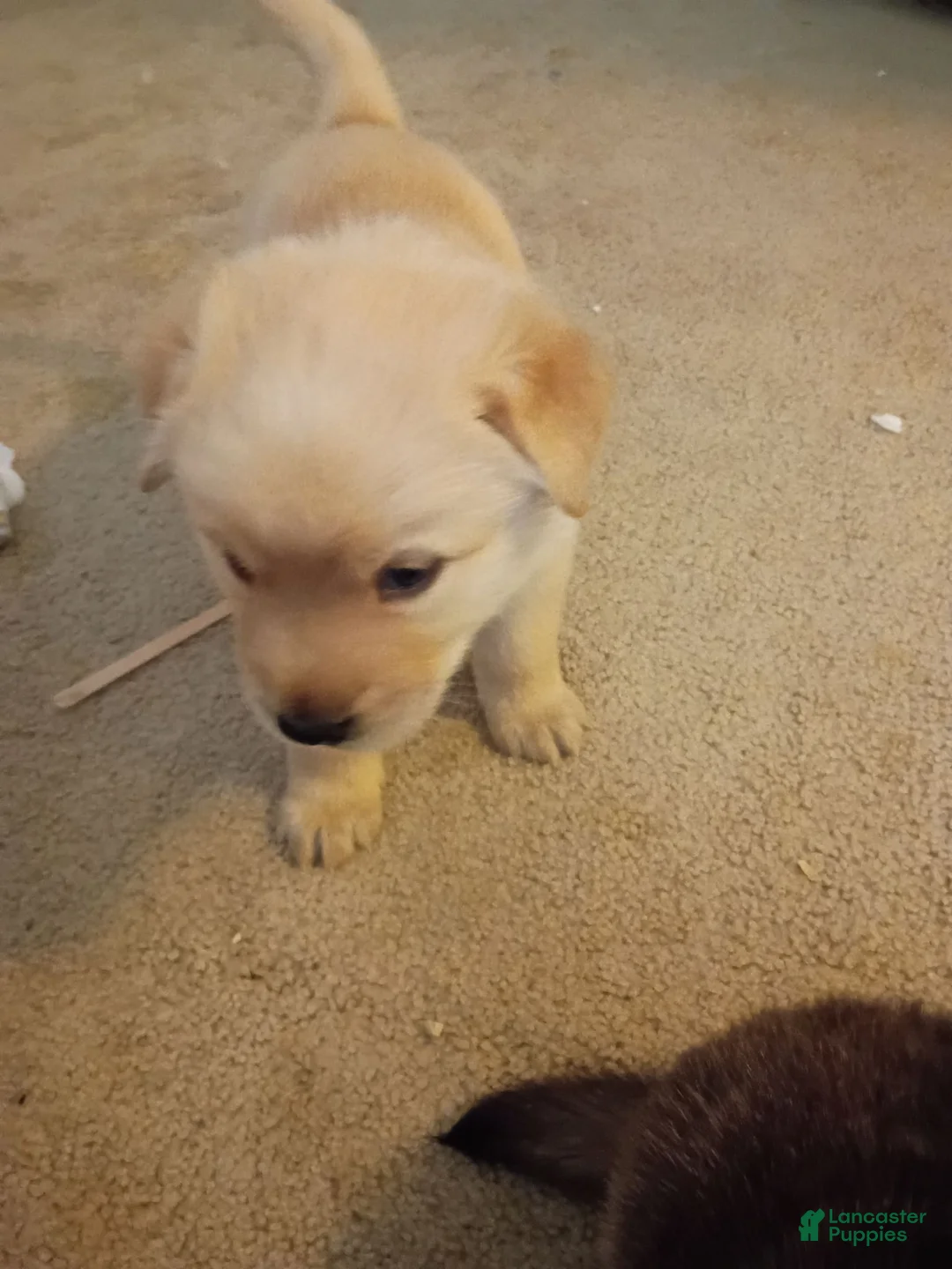 Mixed Breed dogs for sale: Pooh Bear - Ad 1