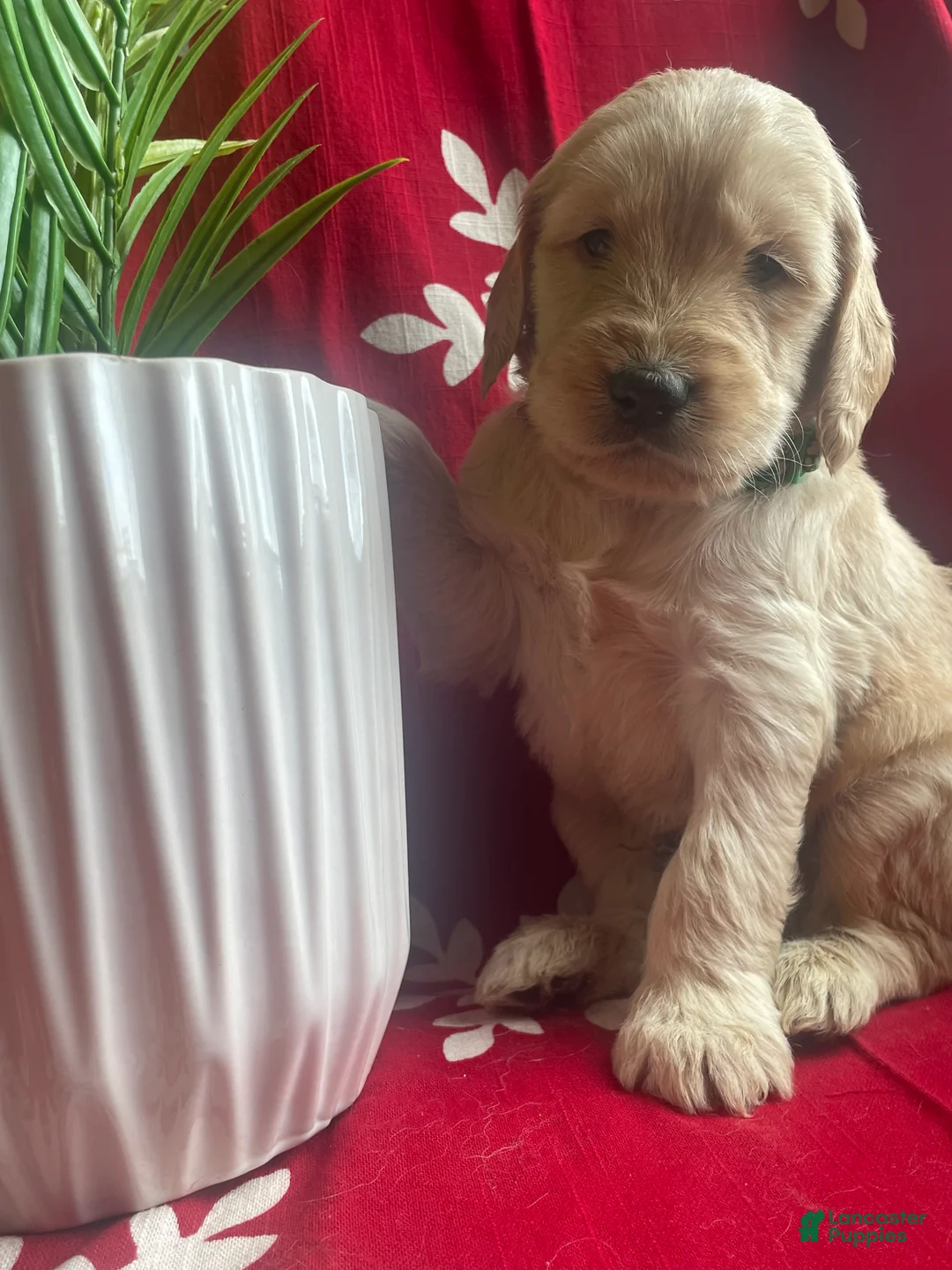 Goldendoodle dogs for sale: Goldendoodle Puppy 1 - Ad 10