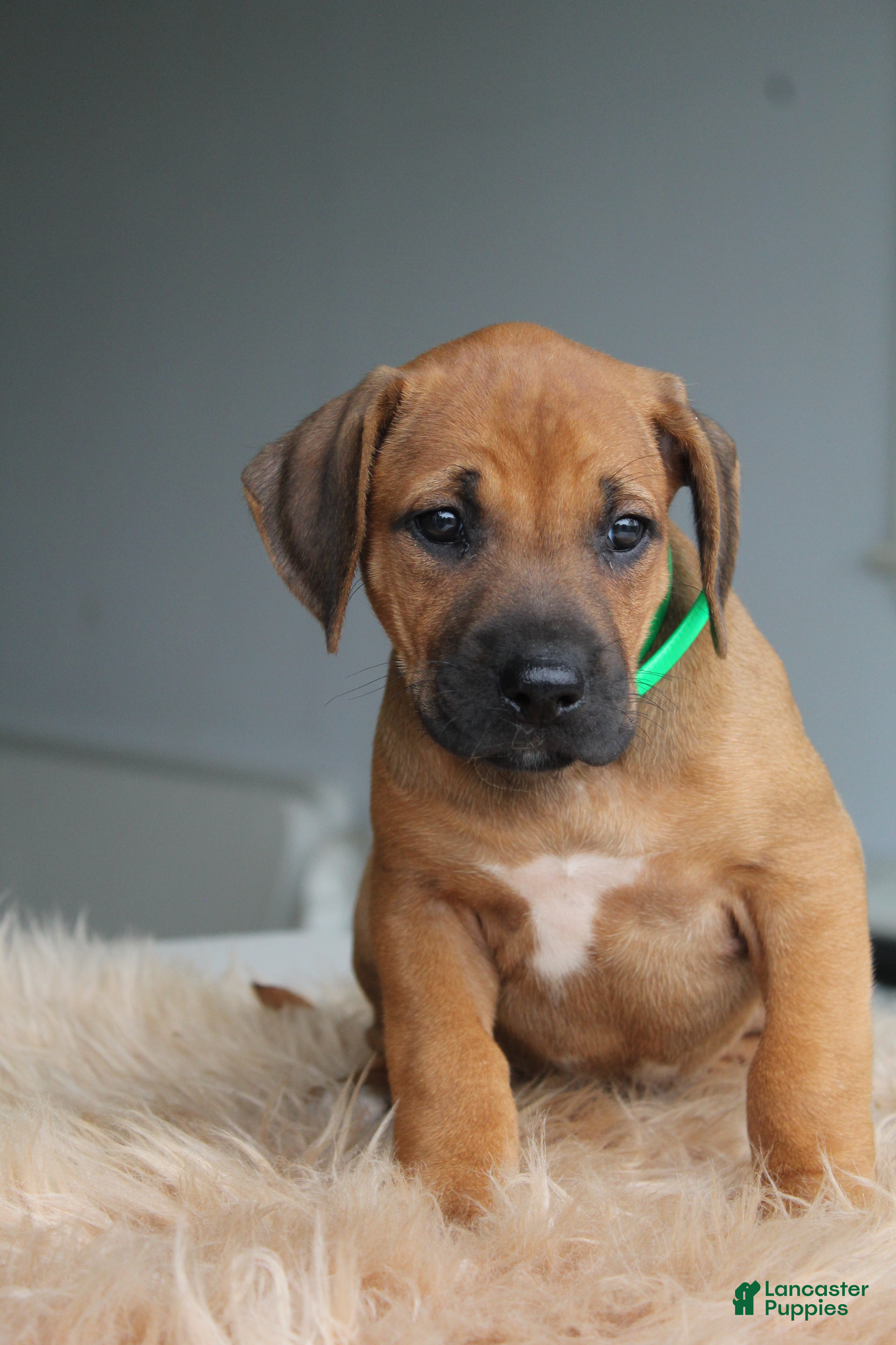 Rhodesian Ridgeback dogs Jax - Ad 1