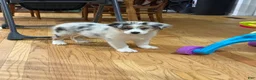 Australian Shepherd dogs for sale: Australian Shepherd Blue Merle girl - Ad 3