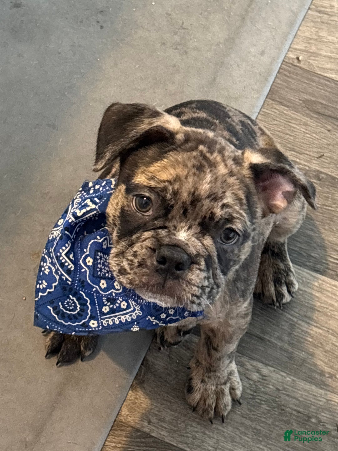 French Bulldog dogs for sale: French Bulldog Puppy 1 - Ad 4