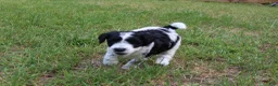 Bordoodle dogs for sale: Charlie - Ad 3