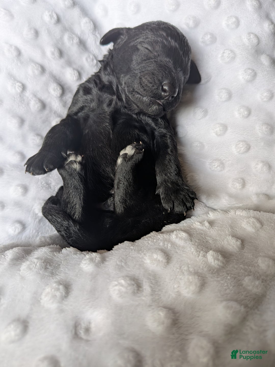 Goldendoodle dogs for sale: Beau F1B  - Ad 3