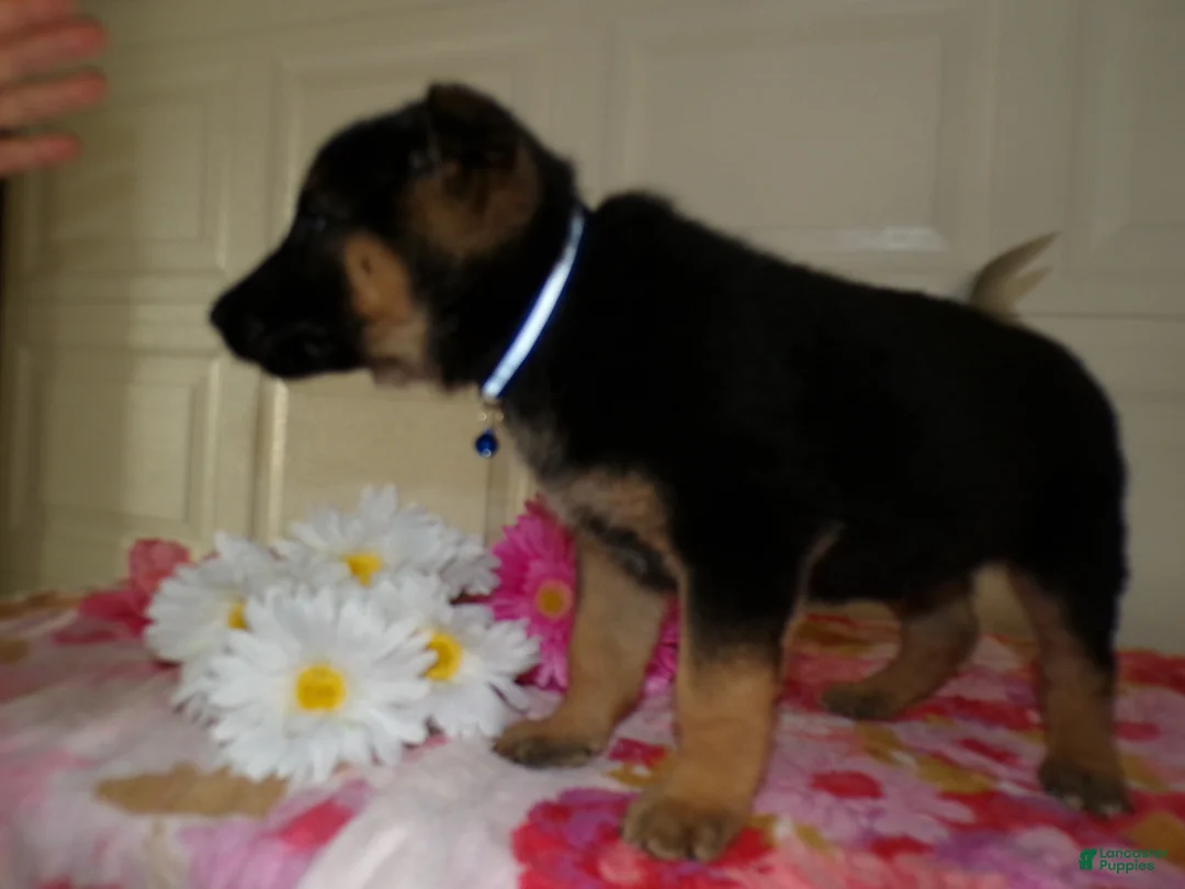 German Shepherd dogs for sale: German Shepherd Puppy 7 Julius - Ad 3