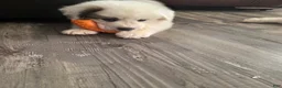 Great Pyrenees dogs for sale: Lily  - Ad 12