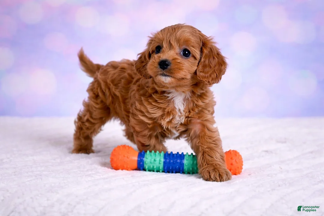 Cavapoo dogs for sale: Daisy - Ad 2