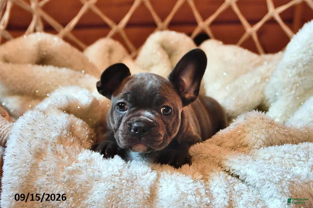 Frenchton dogs for sale: Pollie - Ad 2