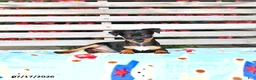 Miniature Pinscher dogs for sale: Judy - Ad 3