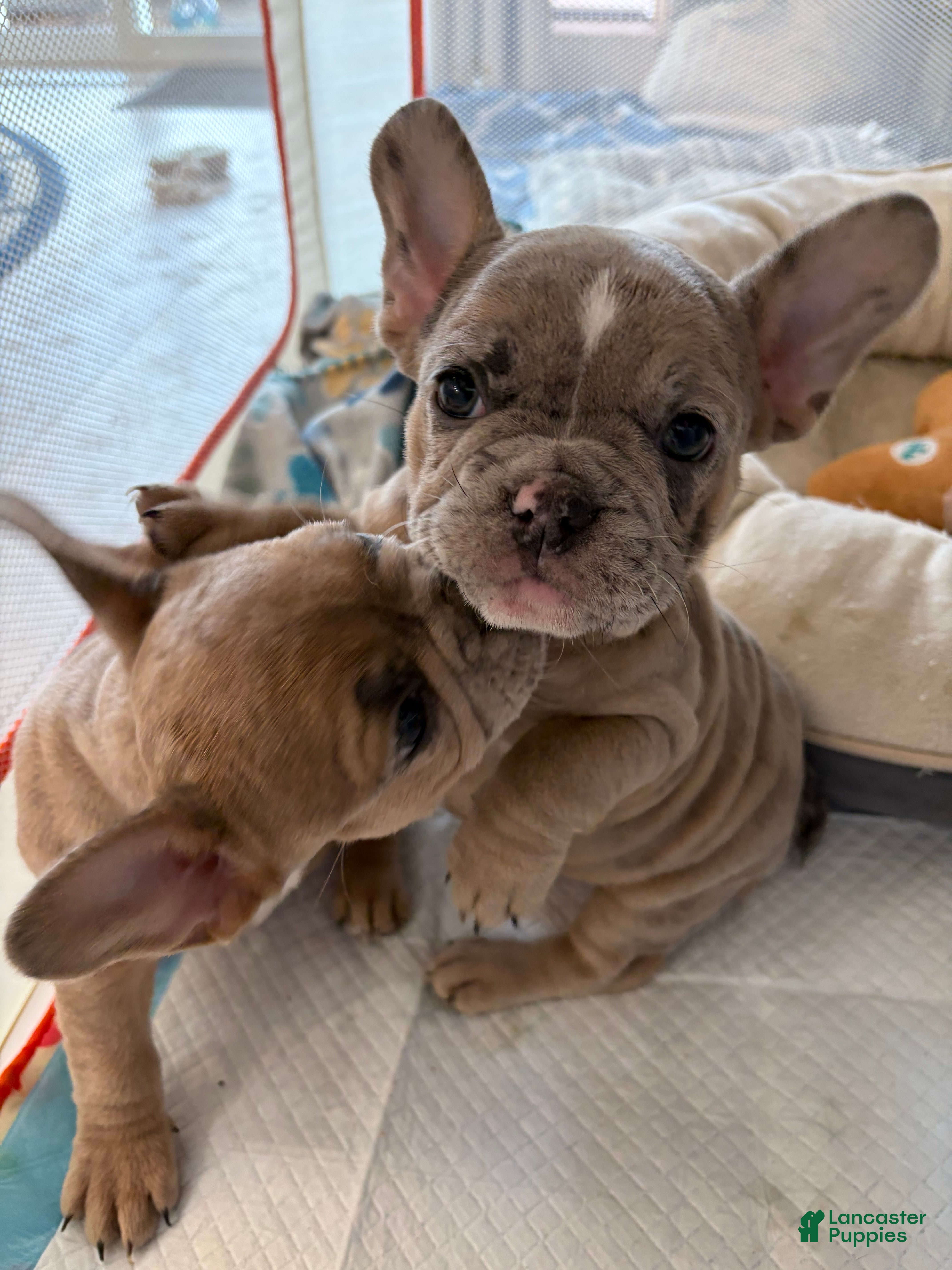 French Bulldog dogs French Bulldog Puppy 1 - Ad 1