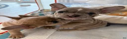 French Bulldog dogs for sale: French Bulldog Puppy 1 - Ad 1