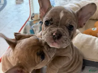 French Bulldog dogs for sale: French Bulldog Puppy 1 - Ad 1