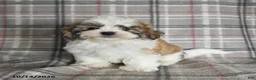 Shih Tzu dogs for sale: Flash - Ad 2