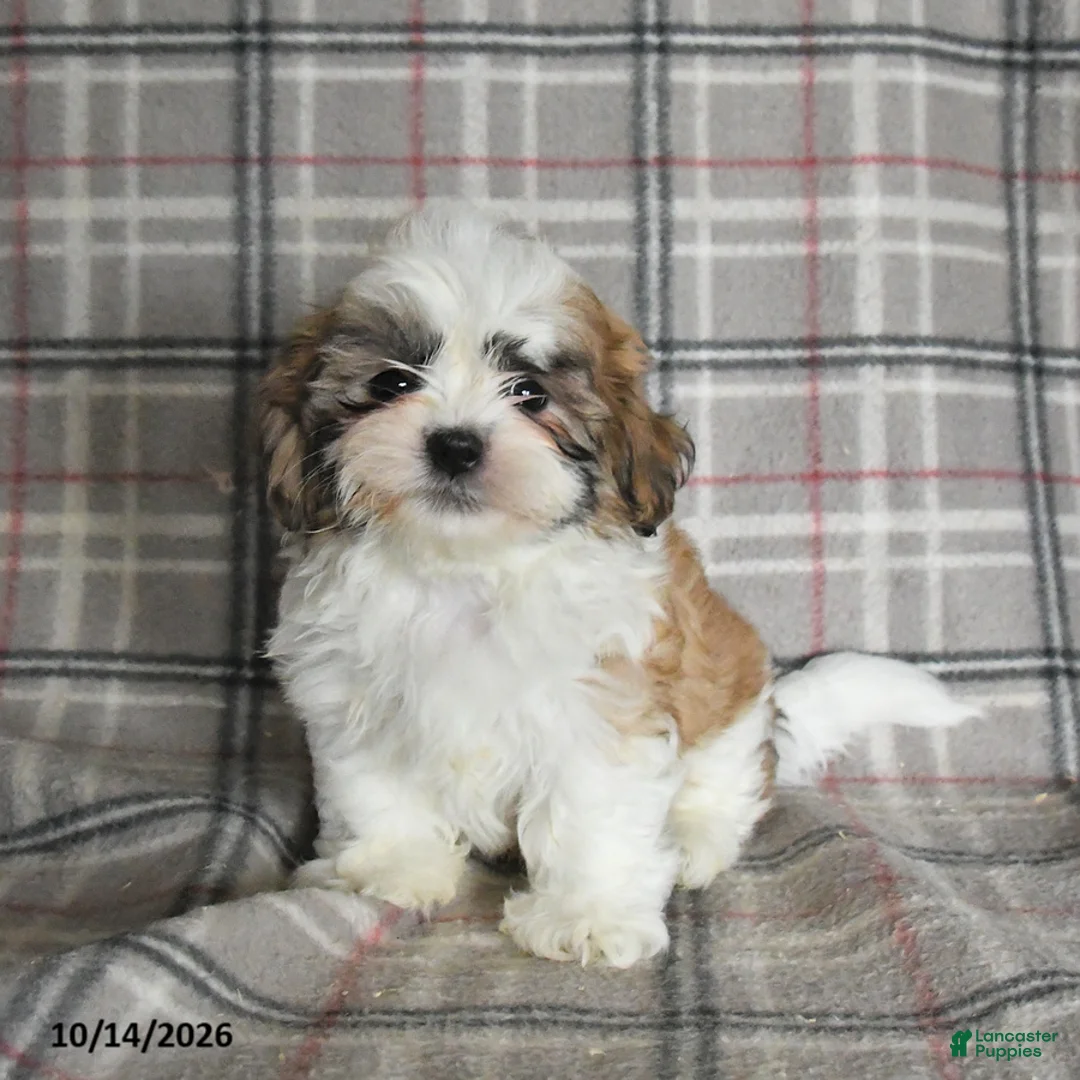 Shih Tzu dogs for sale: Flash - Ad 2