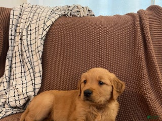 Golden Retriever dogs - Ad 16