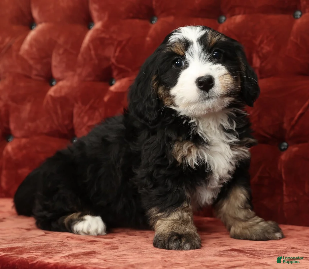 Mini Bernedoodle dogs for sale: Trixie - Ad 1