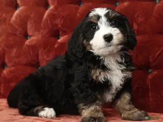 Mini Bernedoodle dogs Trixie - Ad 10