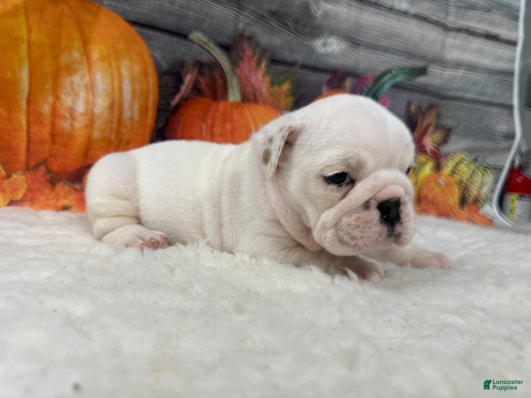 English Bulldog dogs for sale: Breezy - Ad 2