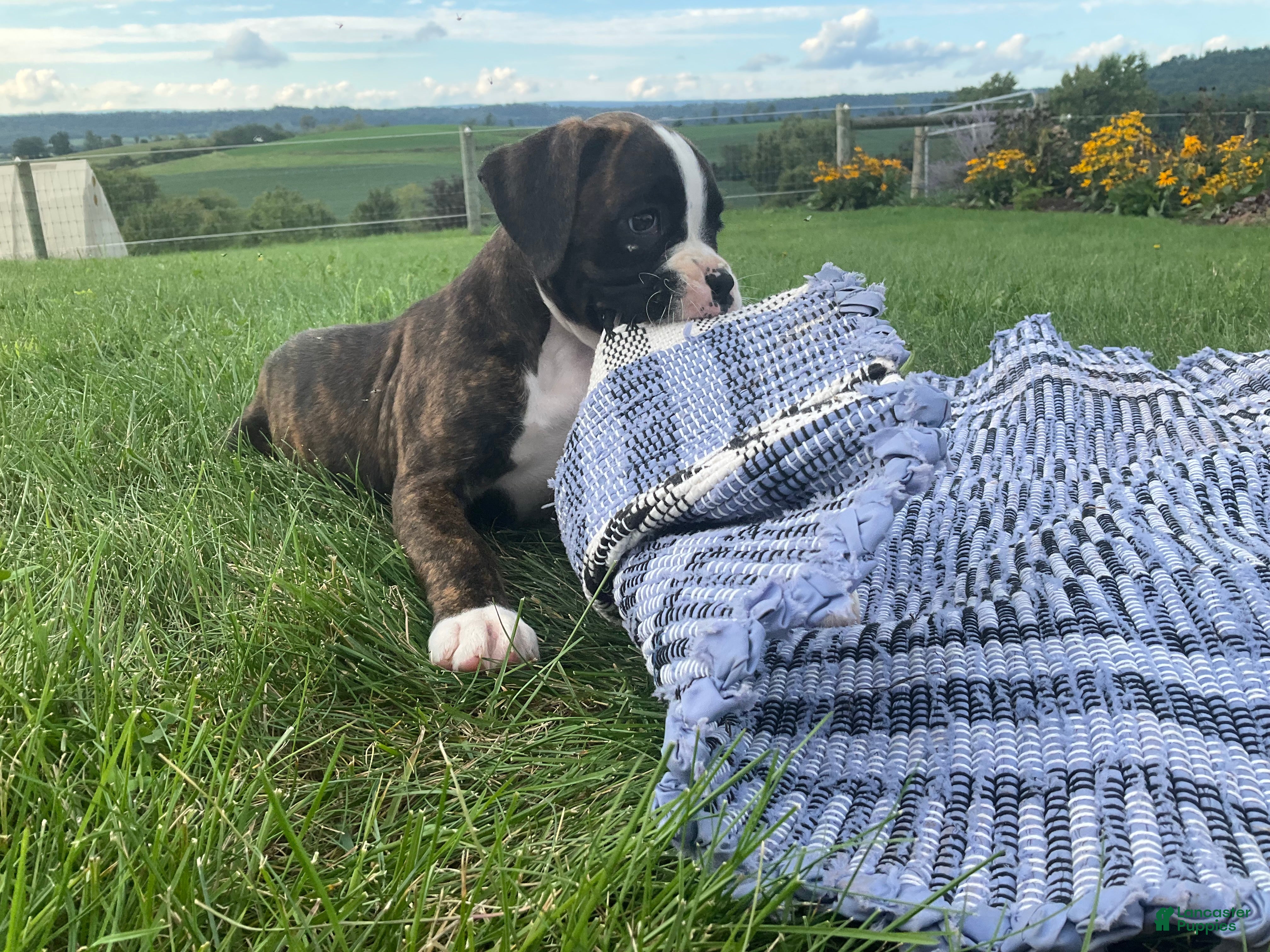 Boxer dogs Reina - Ad 2