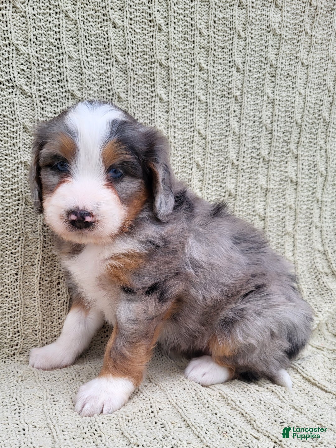 Mini Bernedoodle dogs for sale: Socks - Ad 5