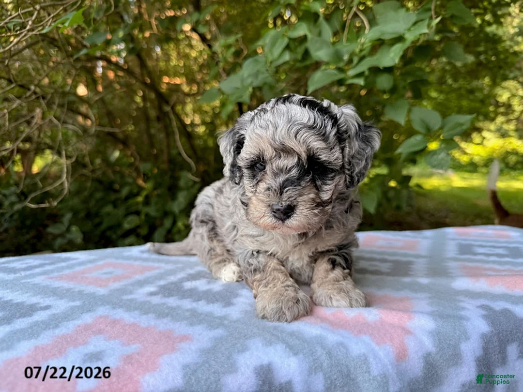 Miniature Poodle dogs for sale: Sunny - Ad 3